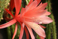 aporocactus shirley 0014
