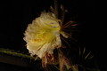 selenicereus grandiflorus koenigin 2006 05 9753