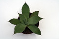agave parryi chihuahua 0121