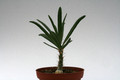 pachypodium qriquense 9352