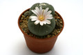 lophophora williamsii texana 0466