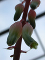 gasteria sp variegata 02