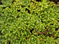crassula milfordiiae 01