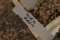 frithia pulchra 04