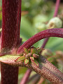kalanchoe pinnata calcicola03