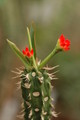euphorbia vigueri 1074