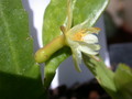 pseudorhipsalis himanthoclada horich rba216 2112