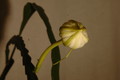 epiphyllum pumilum phasen 2283