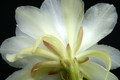 eh white magic 9730 4919