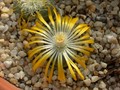 lithops helmuthii3