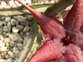 stapelia schinzii pvb5583 1
