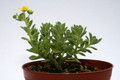 sceletium tortuosum 9840