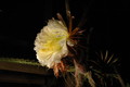 selenicereus grandiflorus koenigin 2006 05 9741