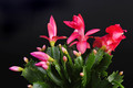 schlumbergera thor zita 002
