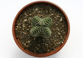 crassula buddhas temple 8316