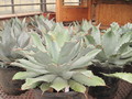 agave potatorum 09