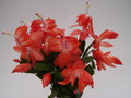schlumbergera sunset dancer 1579