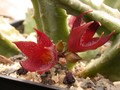 stapeliopsis saxatilis pvb 1089 02