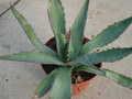 agave avellanidens 4894