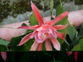 eh jutta 7290 01