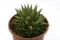 haworthia divergens 1477