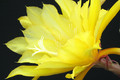 eh daniels golden splendor 6054 4719