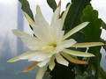 eh elfenbein 22 0441