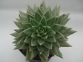 echeveria agavoides 226