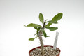 euphorbia erythrocullata 03