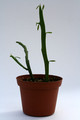 euphorbia xylophylloides 0599