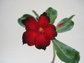 adenium shangri la 04