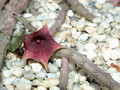huernia leachii x keniensis01