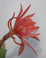 eh coral dance 5804 04
