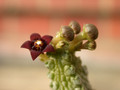 carralluma dodsoniana 01