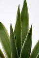 agave angustifolia marginata 0704