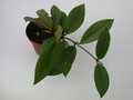 hoya carnosa rubra 1423