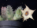 huernia quinta es3326 04