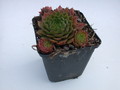 sempervivum blazing star 5723