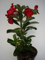 adenium obesum sunshine 670