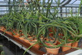 selenicereus grandiflorus koenigin 0010114