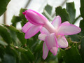 schlumbergera lady linda 10
