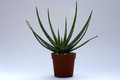aloe compressa schistophila 8089