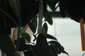 hoya macgillivrayi 714