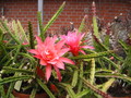 aporocactus peggys red spider falsch 9312