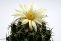 coryphantha delaetiana l1230 0547