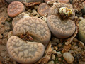 lithops gesinae annae c79 02