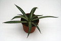 agave garciae mendozae 8822