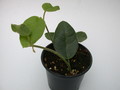 hoya lauterbachii 4010