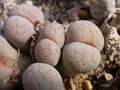 lithops salicola 02