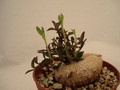 brachystelma tuberosum 171